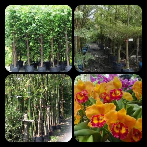 บริการจัดหาต้นไม้ทุกชนิด | สมบูรณ์พูนทรัพย์ หรือ sb landscape & garden design - ไทรน้อย นนทบุรี