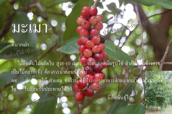 มะเม่า | นิสิตพันธุ์ไม้ - ปากช่อง นครราชสีมา