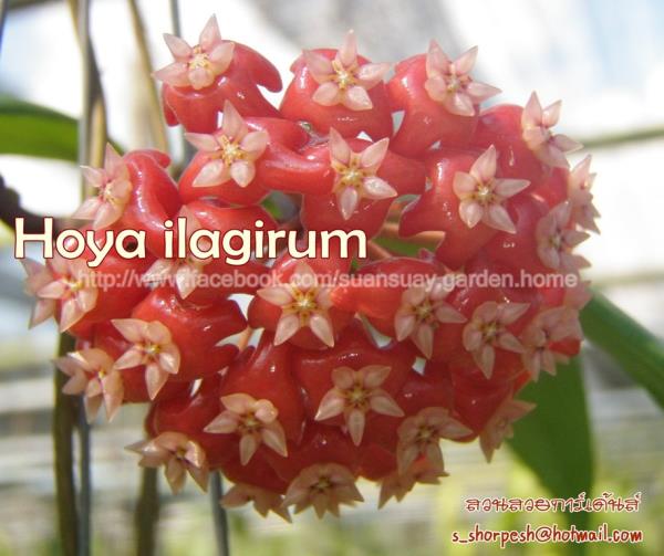 Hoya ilagirum  | suansuayhoya - โพธาราม ราชบุรี