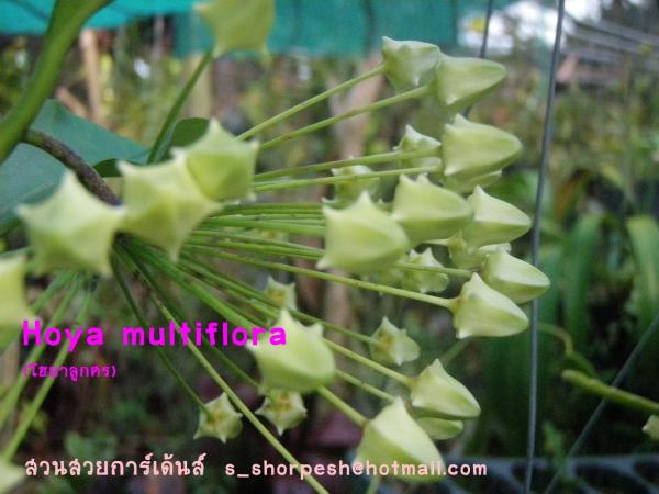 Hoya multiflora (โฮยาลูกศร) ใบใหญ่ | suansuayhoya - โพธาราม ราชบุรี