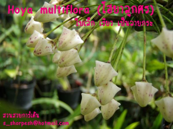 Hoya multiflora โฮยาลูกศร ใบเล็ก ลาย  | suansuayhoya - โพธาราม ราชบุรี