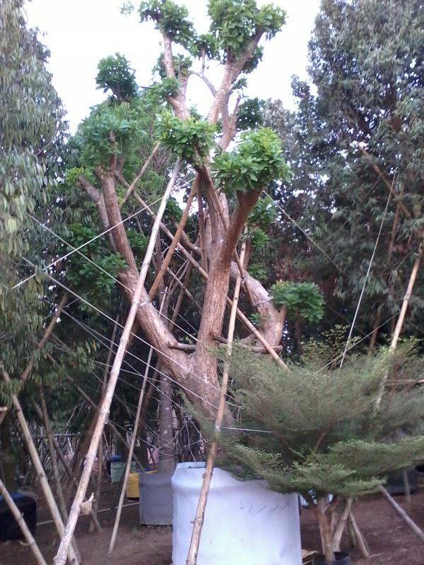 ต้นจิกน้ำ | พรรณยากรณ์ พันธ์ไม้ -  ปราจีนบุรี