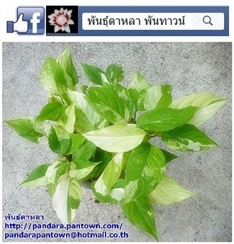 ว่านขันหมากด่าง | พันธุ์ดาหลา - เมืองเชียงใหม่ เชียงใหม่