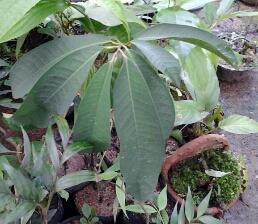 ชิงดอกเดียว Annonaceae กิ่งดอกเดียว | หัดขาย - เมืองพัทลุง พัทลุง