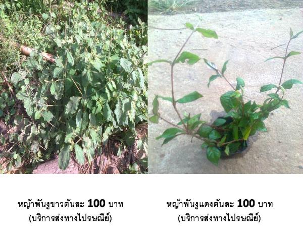 หญ้าพันงูขาว100บาท(บริการส่งทางไปรษณีย์)