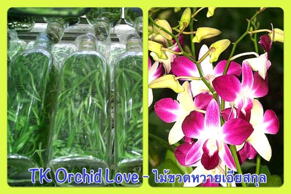 ไม้ขวดหวายเอียสกุล | TK ORCHID LOVE - พุทธมณฑล นครปฐม