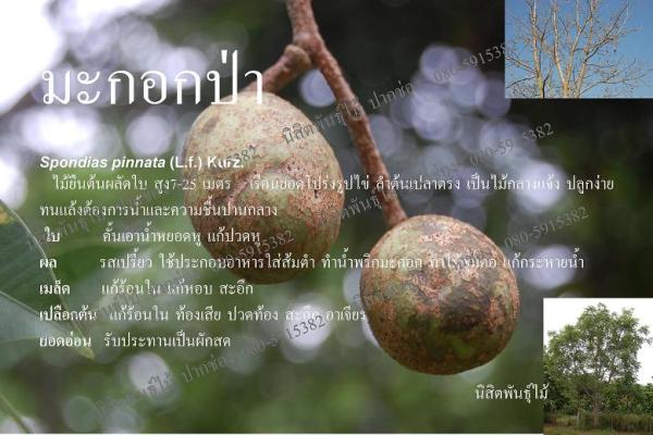 มะกอกป่า | นิสิตพันธุ์ไม้ - ปากช่อง นครราชสีมา