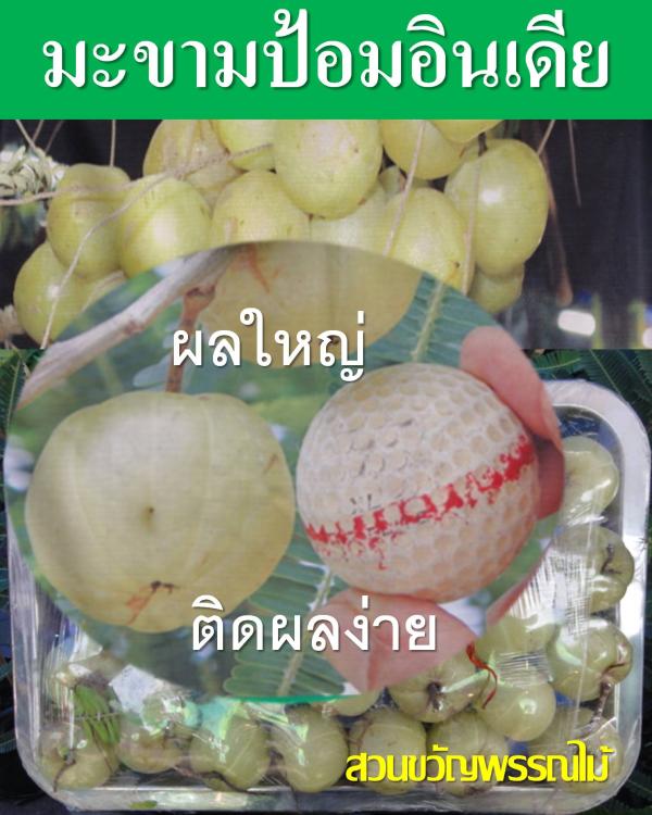 มะขามป้อมอินเดีย