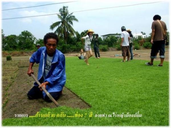 รับปูหญ้า | สวนลีลา ไร่หญ้าน้องปลื้ม - เมืองปทุมธานี ปทุมธานี