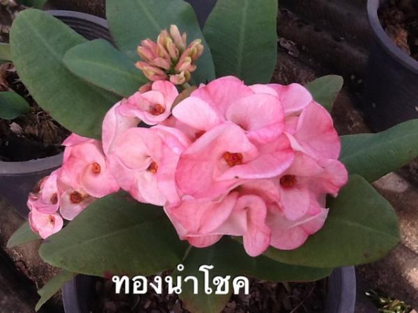 ทองนำโชค