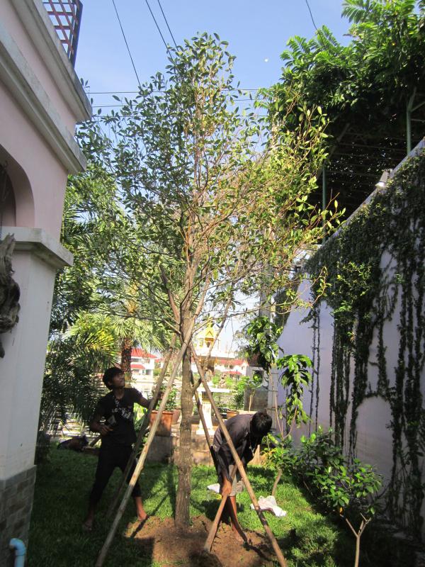 งานจัดสวน-ปลูกไม้กันเกราหน้า 6 นิ้ว | ประจวบพันธ์ไม้ - เมืองปราจีนบุรี ปราจีนบุรี