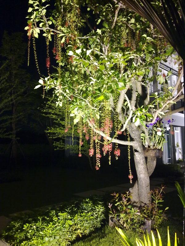 ต้นจิกน้ำ | จูนพันธุ์ไม้ - เมืองปราจีนบุรี ปราจีนบุรี
