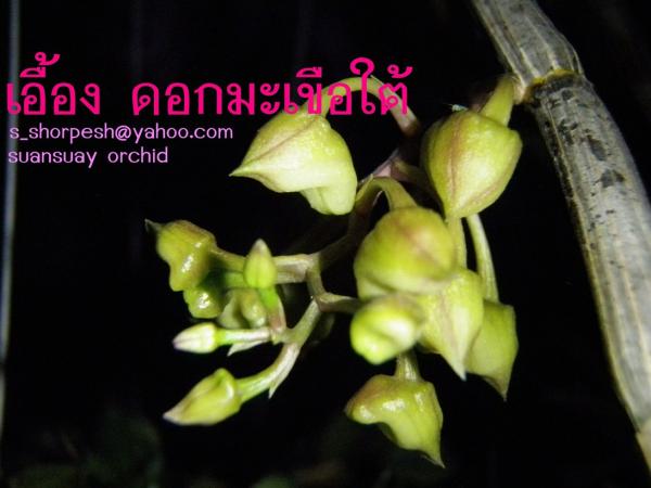 เอื้องดอกมะเขือใต้ | suansuayorchid - โพธาราม ราชบุรี