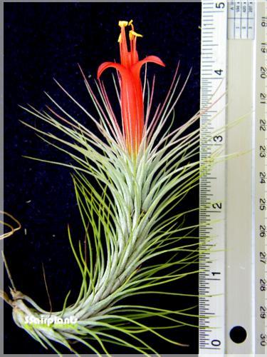 Tillandsia funckiana | SSairplants - บ้านฝาง ขอนแก่น