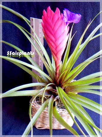 Tillandsia cyanea | SSairplants - บ้านฝาง ขอนแก่น
