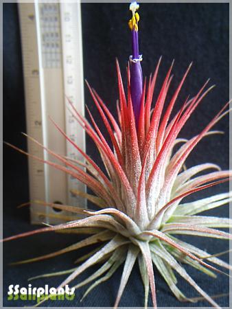 Tillandsia ionantha var. stricta | SSairplants - บ้านฝาง ขอนแก่น