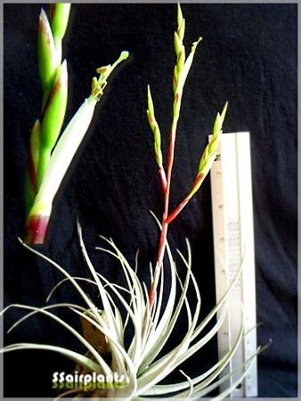 Tillandsia utriculata ssp. Pringlei | SSairplants - บ้านฝาง ขอนแก่น