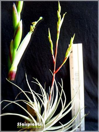 Tillandsia utriculata ssp. Pringlei