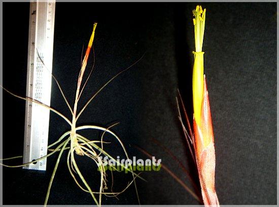 Tillandsia schiedeana | SSairplants - บ้านฝาง ขอนแก่น