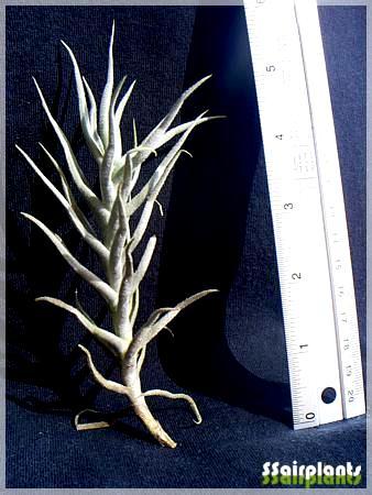 Tillandsia paleacea | SSairplants - บ้านฝาง ขอนแก่น