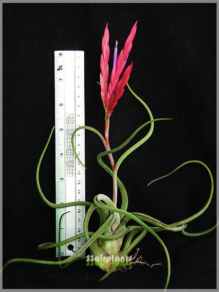 Tillandsia caput-medusae | SSairplants - บ้านฝาง ขอนแก่น