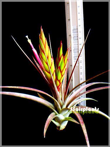 Tillandsia concolor | SSairplants - บ้านฝาง ขอนแก่น