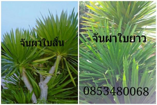 จันผาใบสั้นและใบยาว | สามร้อยยอด - สามร้อยยอด ประจวบคีรีขันธ์