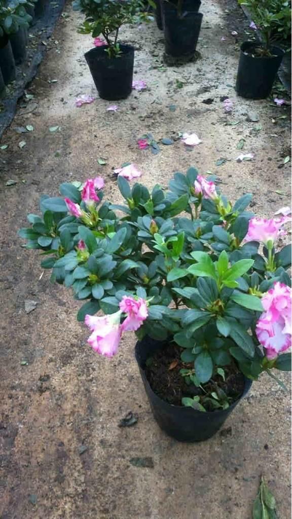 กุหลาบพันปี อาซาเลีย Azalea