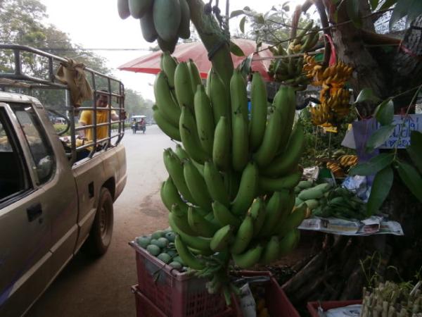 กล้วยหอมทอง | สวนปราณีพันธุ์ไม้ - เมืองปราจีนบุรี ปราจีนบุรี