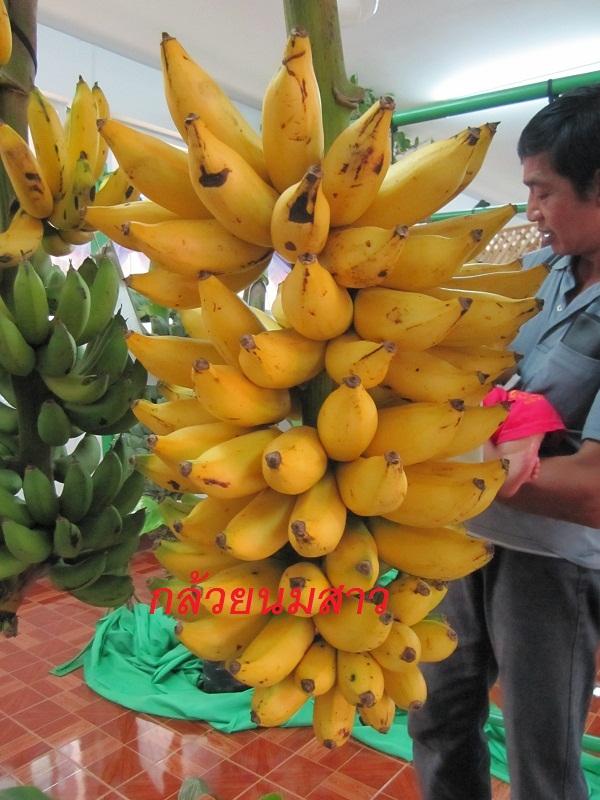 กล้วยนมสาว | อาณาจักรกล้วยแปลกๆ - ดำเนินสะดวก ราชบุรี