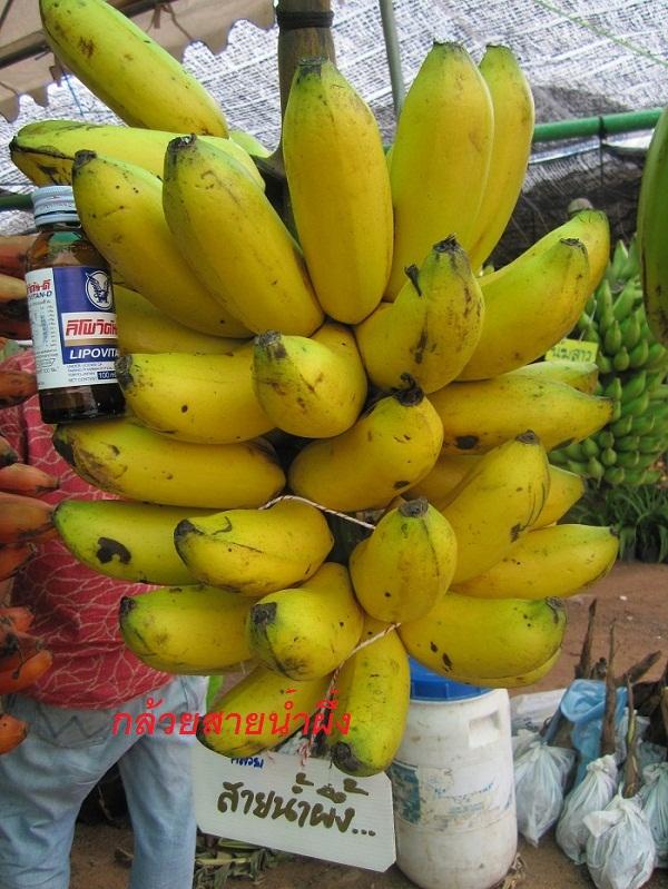 กล้วยหอมสายน้ำผึ้ง | อาณาจักรกล้วยแปลกๆ - ดำเนินสะดวก ราชบุรี