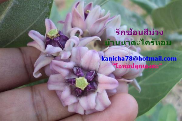 ขายต้นรักซ้อนสีม่วง ราคาถูกมากๆๆ