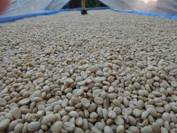 ขายเมล็ดกาแฟอาราบิก้าราคาจากไร่ | สวนอารียา - เมืองลำพูน ลำพูน