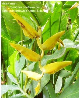 Heliconia marginata 'Lutea' | พันธุ์ดาหลา - เมืองเชียงใหม่ เชียงใหม่