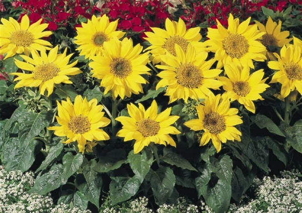 ทานตะวัน พาชิโน (ต้นเตี้ย) Pacino Sunflower  -เมล็ดพันธุ์ | dddorchids - บางกะปิ กรุงเทพมหานคร