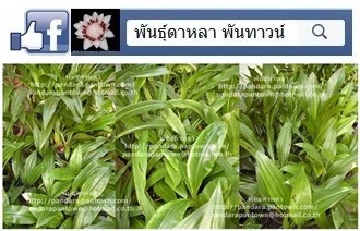 จำหน่ายว่านโบราณหลายชนิด | พันธุ์ดาหลา - เมืองเชียงใหม่ เชียงใหม่