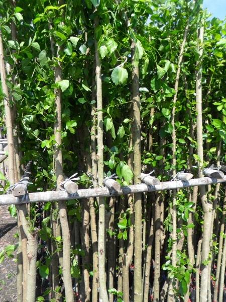 ต้นข่อยทำรั้ว | สวนกู๊ดวิว - ธัญบุรี ปทุมธานี