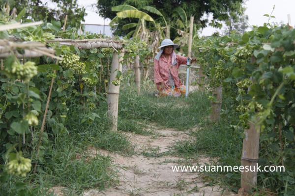 ดอกขจร ดอกสลิด  | สวนมีสุข - โพธิ์ชัย ร้อยเอ็ด