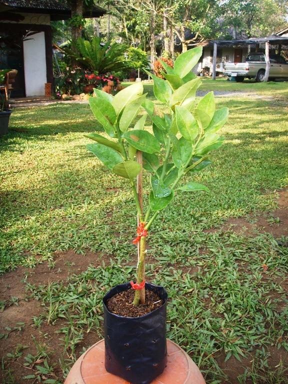 กิ่งตอนชำใส่ถุงดำ | สวนมะนาวแป้นทะวายแม่ออน เชียงใหม่ - แม่ออน เชียงใหม่