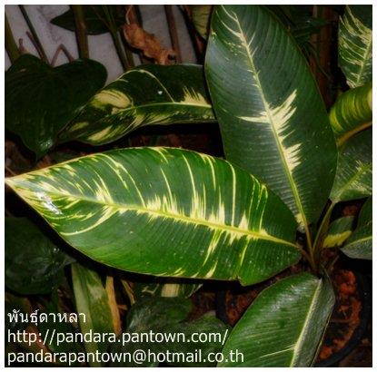 Heliconia 'Heliconia Indica Lamarck Vari | พันธุ์ดาหลา - เมืองเชียงใหม่ เชียงใหม่