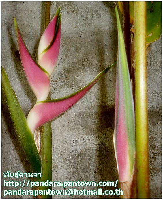 Heliconia orthotricha 'Eden Pink' | พันธุ์ดาหลา - เชียงใหม่