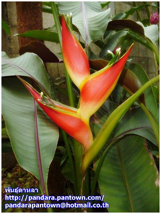 Heliconia stricta 'Sharonii' | พันธุ์ดาหลา - เมืองเชียงใหม่ เชียงใหม่