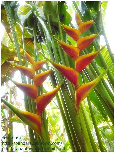 Heliconia bihai x caribaea 'Jacquinii' | พันธุ์ดาหลา - เมืองเชียงใหม่ เชียงใหม่