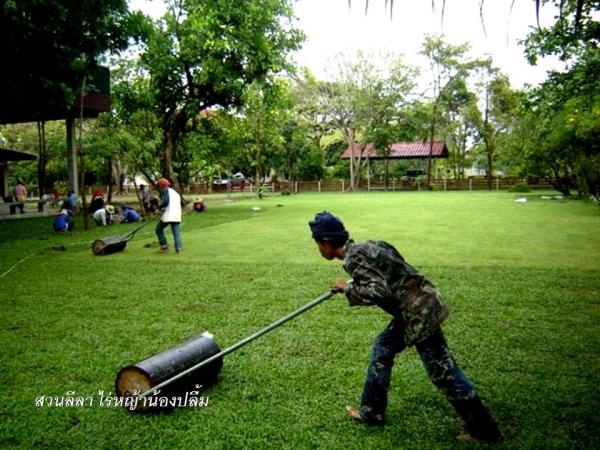 ไร่หญ้า | สวนลีลา ไร่หญ้าน้องปลื้ม - เมืองปทุมธานี ปทุมธานี