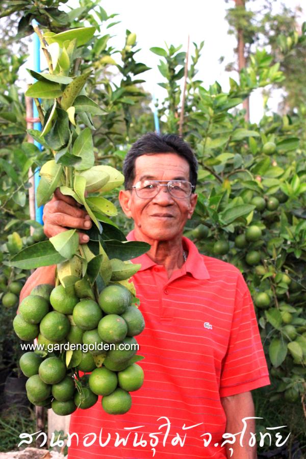 มะนาวพิจิตร1 เสียบยอดบนต้นส้มทรอยเยอร์ผลดกใหญ่ | สวนทองพันธุ์ไม้ - สวรรคโลก สุโขทัย