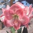 ว่านสี่ทิศ ซูซาน ( Amaryllis SuSan) | ศรีโกศล - สันทราย เชียงใหม่