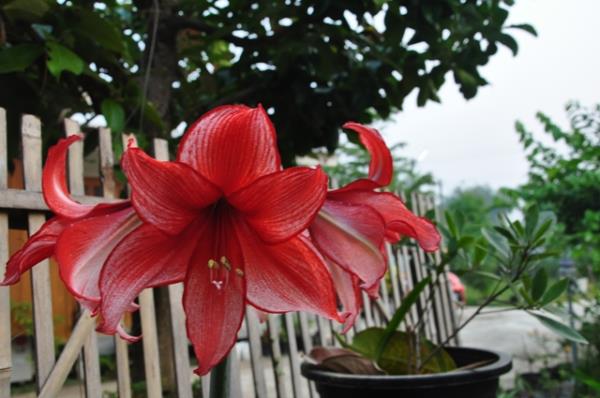 ว่านสี่ทิศ คาริสม่า Amaryllis Charisma | ศรีโกศล - สันทราย เชียงใหม่