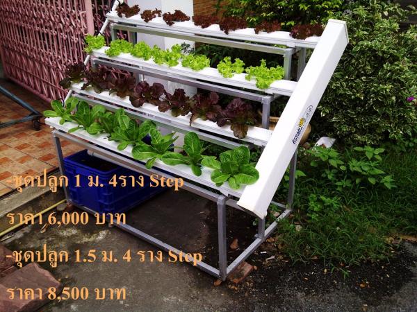 ชุดปลูกขั้นบรรได ขนาด 1ม. 4ราง และ 1.5ม.4ราง  | Fresh Garden Hydroponics Center - คลองเตย กรุงเทพมหานคร