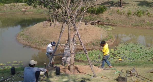 ต้นชงโคสามสีหรือชงโคเปอร์เซีย