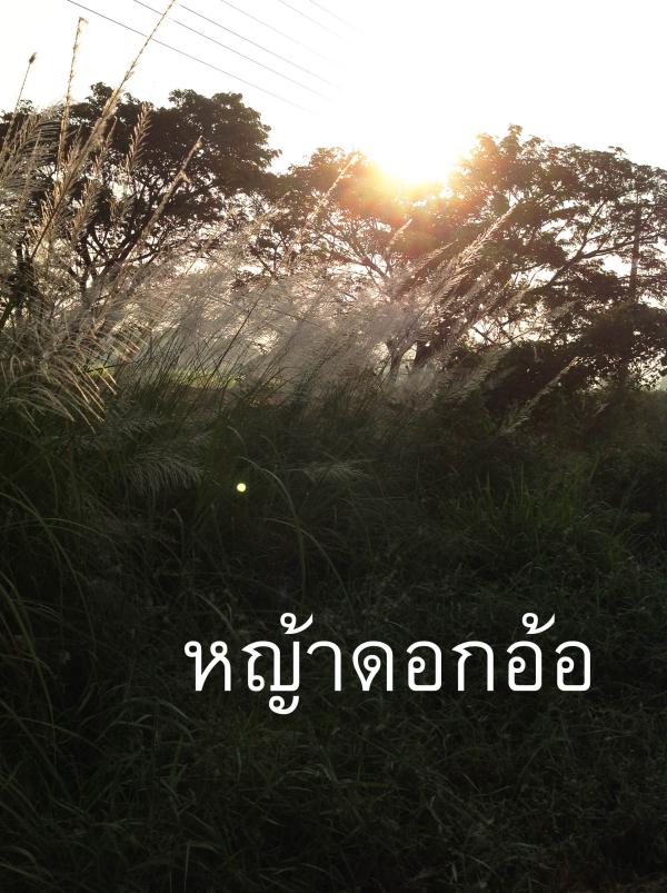 จำหน่ายหญ้าต้นอ้อ | laddagarden - ลาดหลุมแก้ว ปทุมธานี